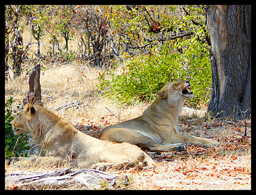 lion
